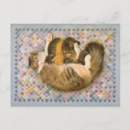 KATZBILDUNG POSTKARTE