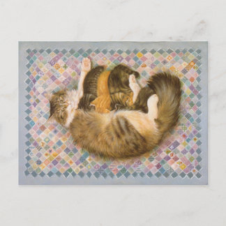 KATZBILDUNG POSTKARTE