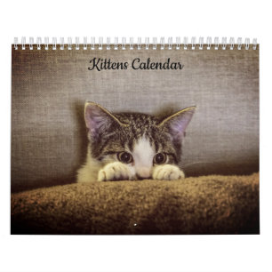 Kätzchen 2026 Kalender