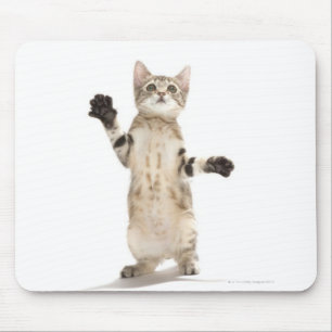 Kätzchen auf weißem Hintergrund Mousepad