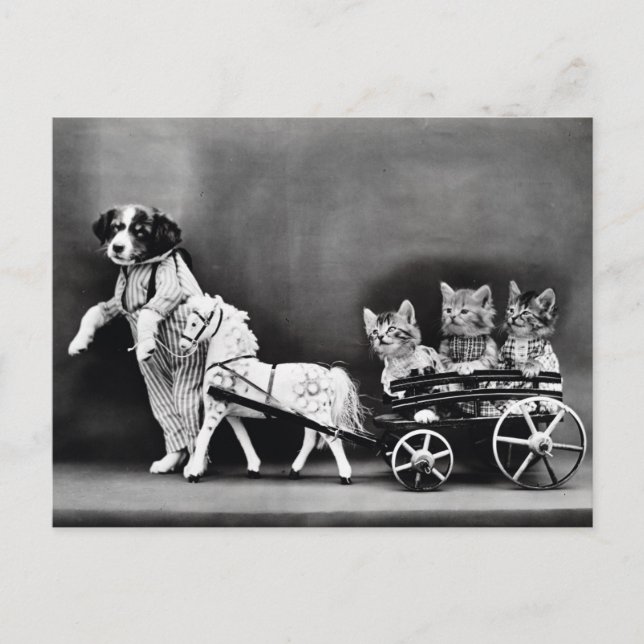 Kätzchen bei der Beförderung Postkarte (Vorderseite)