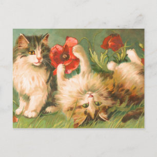 Kätzchen bei Play Postcard Postkarte