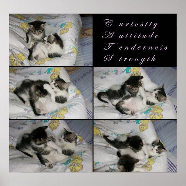 Kätzchen beim Spielen Poster (Vorne)