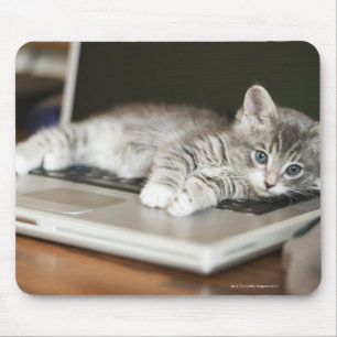 Kätzchen, das auf Laptop-Computer stillsteht Mousepad