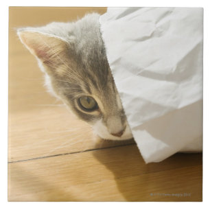 Kätzchen, das in der Papiertüte sich versteckt Fliese