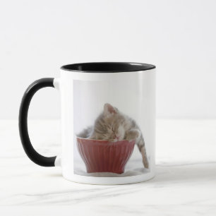 Kätzchen, das in der Schüssel schläft Tasse