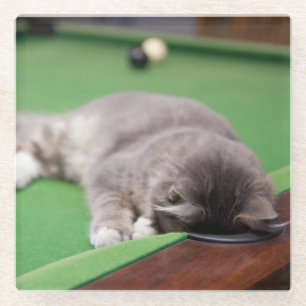 Kätzchen, das Pool spielt Glasuntersetzer