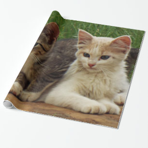 Kätzchen Geschenkpapier