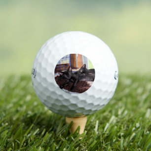 Kätzchen Golfball