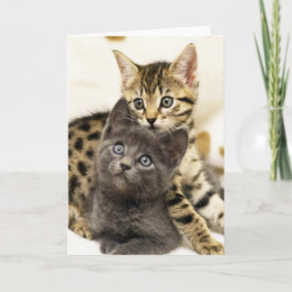 Kätzchen-Gruß-Karte Greyfoot Katzen-zwei niedliche Karte