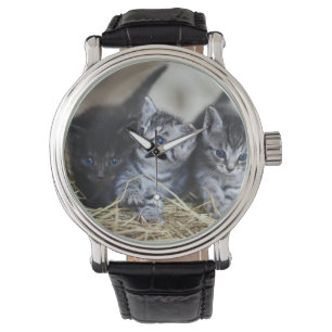 Kätzchen, Haustiere, Felsen Armbanduhr