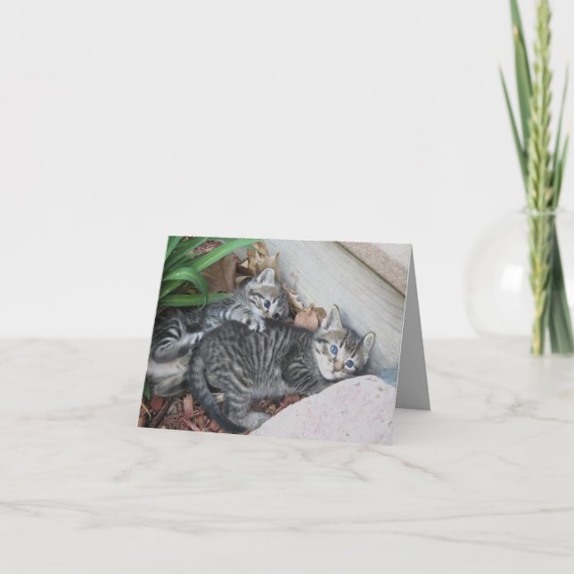 Kätzchen Hinweis Karte (Vorderseite)