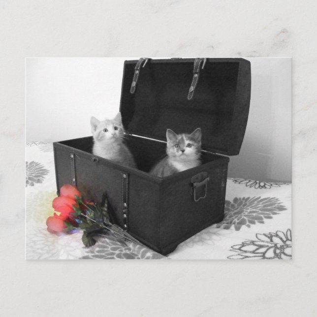 Kätzchen im Kofferraum mit Blume auf Postkarte (Vorderseite)