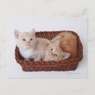 Kätzchen im Korb Postkarte