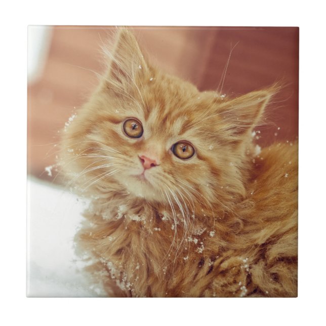 Kätzchen im Schnee Fliese (Vorderseite)