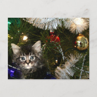 Kätzchen im Weihnachtsbaum Feiertagspostkarte