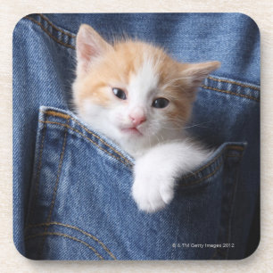 Kätzchen in der Jeanstasche Untersetzer