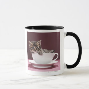 Kätzchen in der Tasse und Untertasse