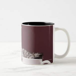 Kätzchen in der Tasse und Untertasse