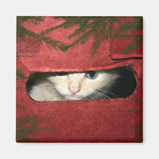 Kätzchen in der Weihnachtsschachtel Magnet