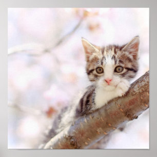 Kätzchen in einem Baum Poster