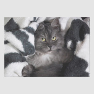 Kätzchen in einem Deckpapier Seidenpapier