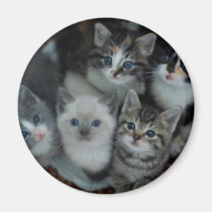 Kätzchen in einem Korb Magnet