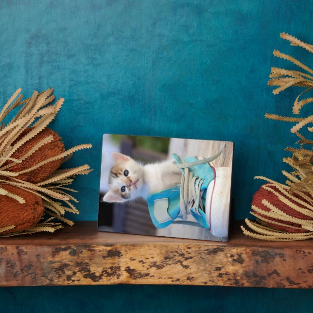 Kätzchen in einem Schuh Fotoplatte (Seite)