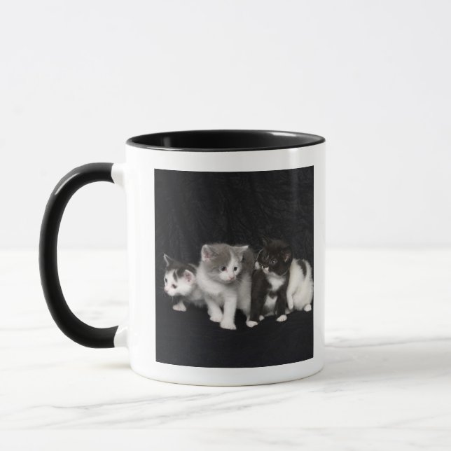 Kätzchen in einem Studio-Schuss Tasse (Links)