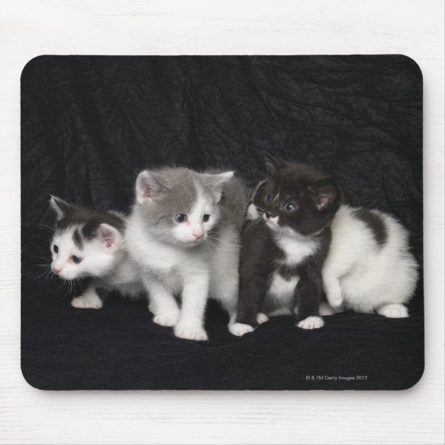 Kätzchen in einem Studio Shot Mousepad (Vorne)