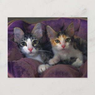 Kätzchen in einem violetten Bett Postkarte