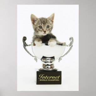 Kätzchen in einer Trophäe Poster