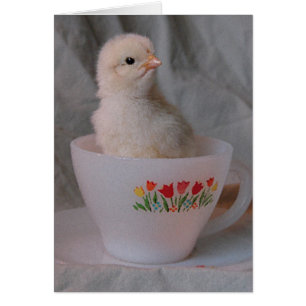 Kätzchen in Vintagem Teacup