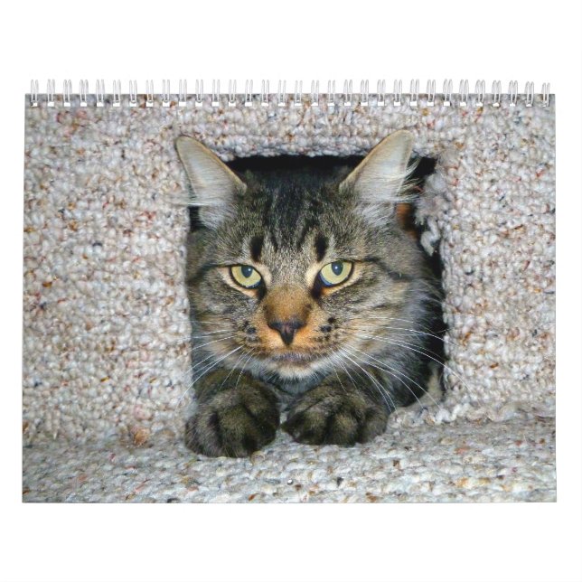 Kätzchen Kalender (Titelbild)