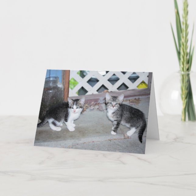 Kätzchen Karte (Vorderseite)