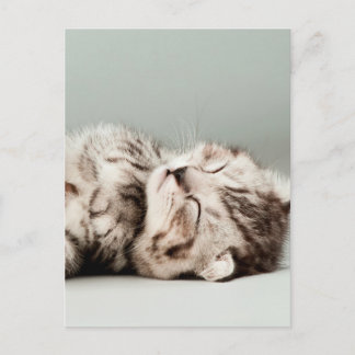 Kätzchen, Katze, niedliche Tabbattacke, niedliche  Postkarte