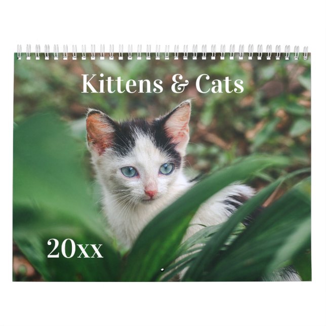 Kätzchen & Katzen Kalender (Titelbild)