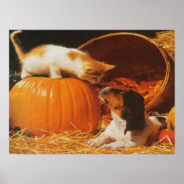 Kätzchen, Kürbis und Welpen drucken Poster (Vorne)