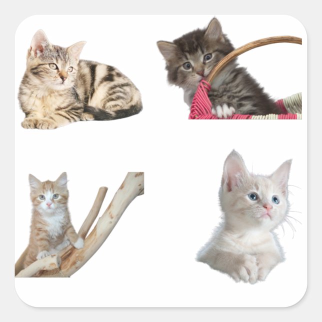Kätzchen Liebe phantastische Katzen Packung Quadratischer Aufkleber (Vorderseite)
