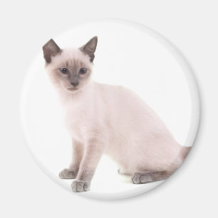 Kätzchen Magnet