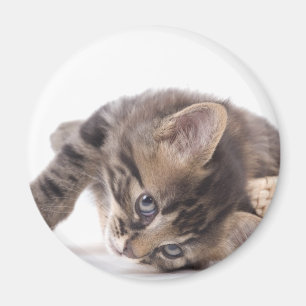 Kätzchen Magnet