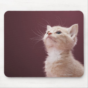 Kätzchen mit den Bärten Mousepad