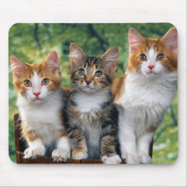 Kätzchen Mousepad