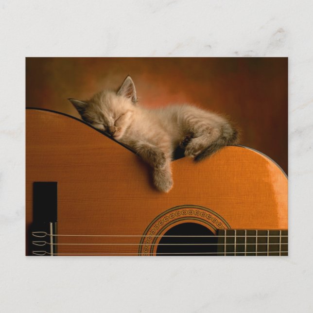 Kätzchen-on-Gitarre-Postkarte Postkarte (Vorderseite)