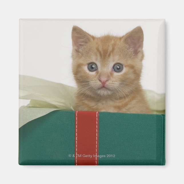 Kätzchen pinkelt aus der Geschenkboxen Magnet (Vorne)