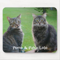 Kätzchen Pono u. Paka Lolo
