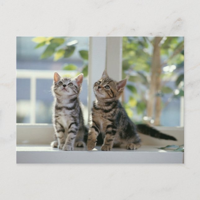 Kätzchen Postkarte (Vorderseite)