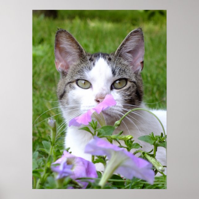 Kätzchen riecht die Blume Poster (Vorne)