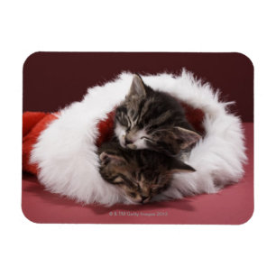 Kätzchen schlafen zusammen in Weihnachtshut Magnet