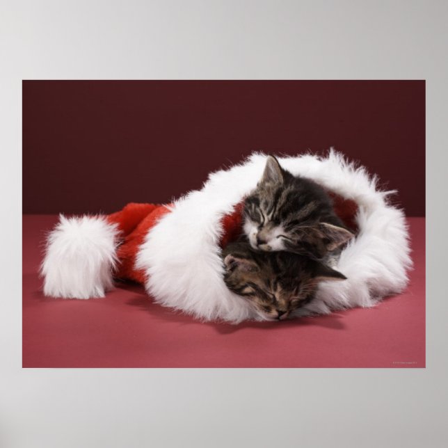 Kätzchen schlafen zusammen in Weihnachtshut Poster (Vorne)